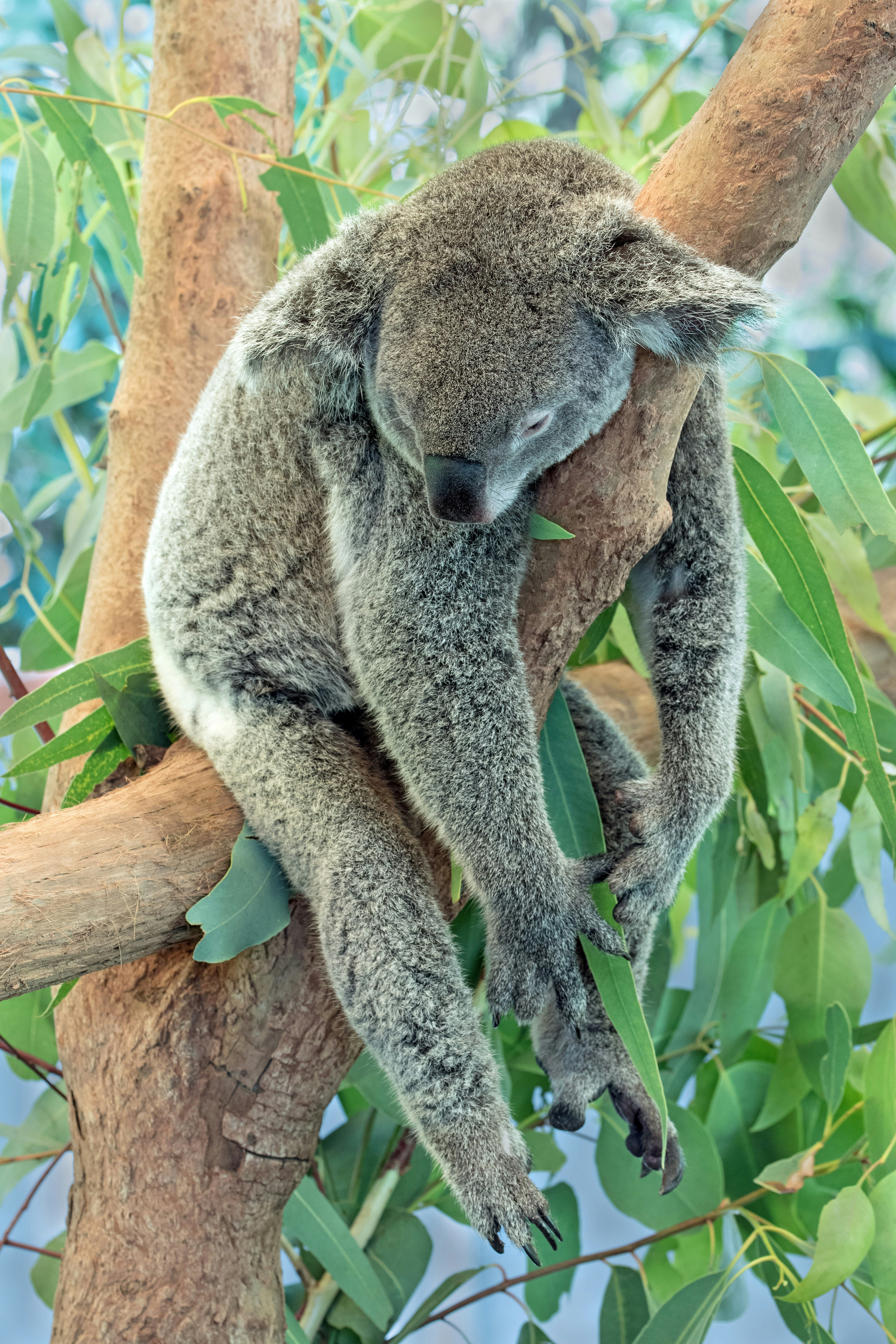 Koala in Tree