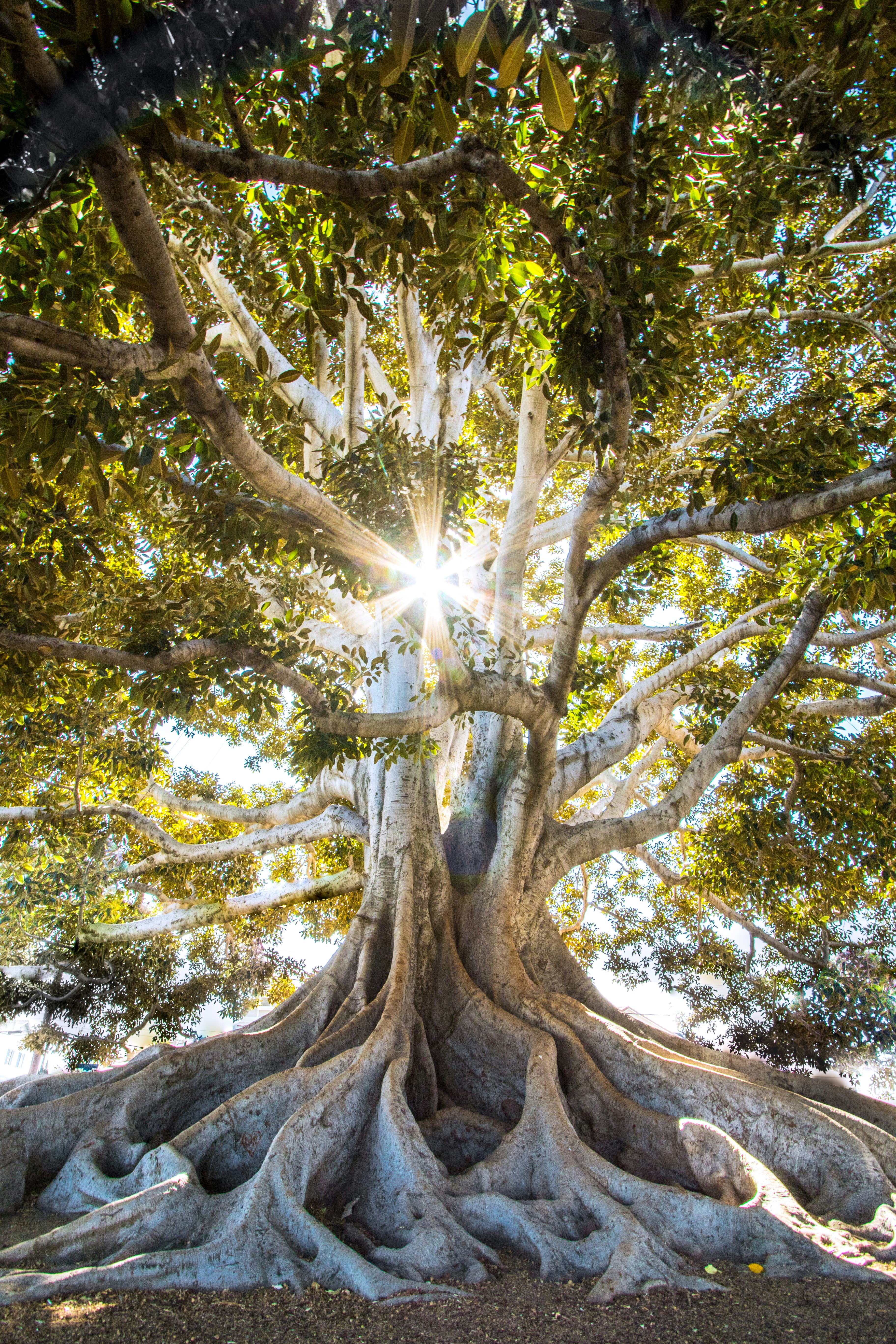 Tree Roots on Ground
